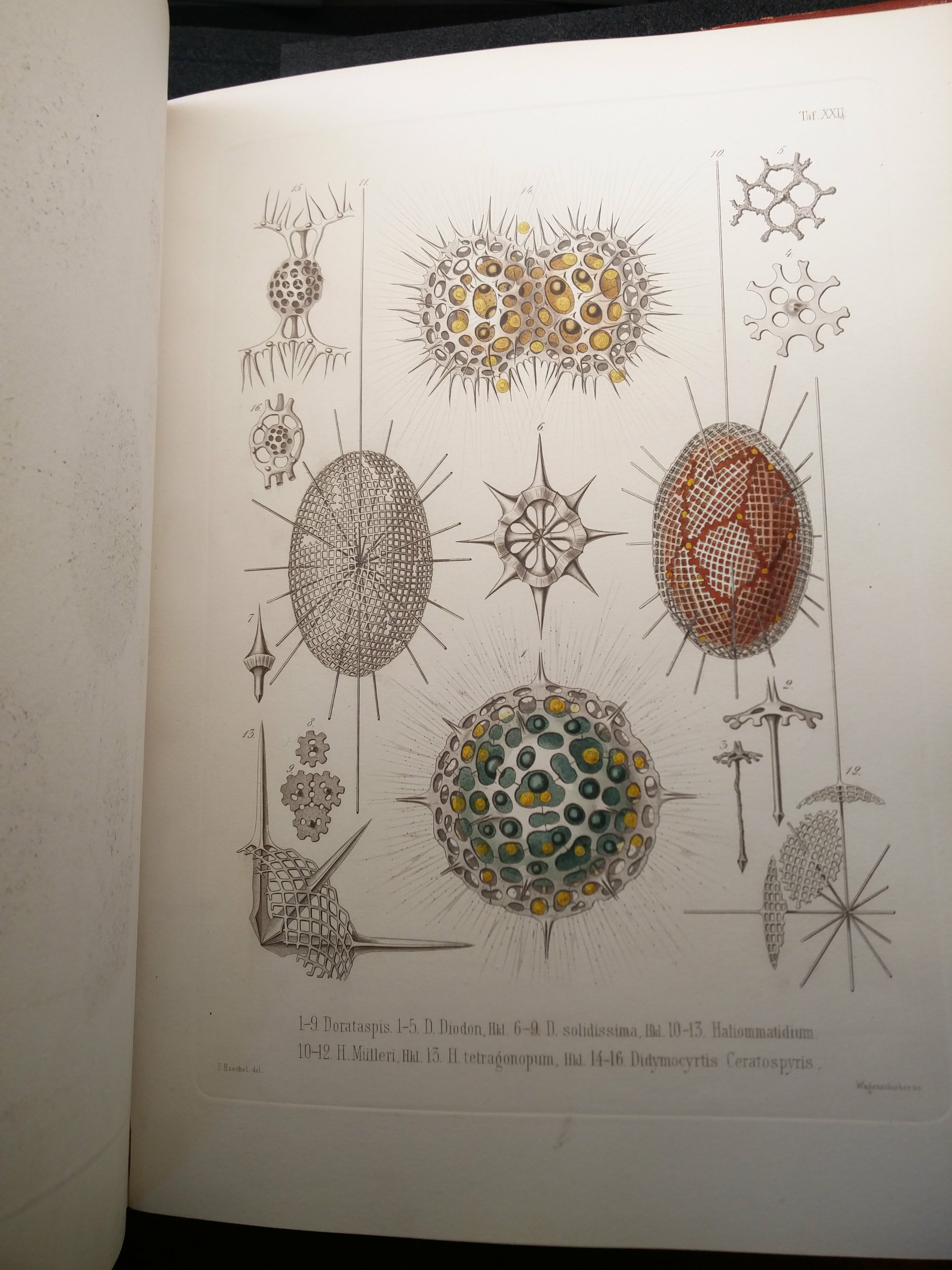 "Ernst Haeckel’s coloured plates for Die Radiolarien (Berlin, 1862 – Bodleian RSL 18941 b.1) were stunning and inspiring"