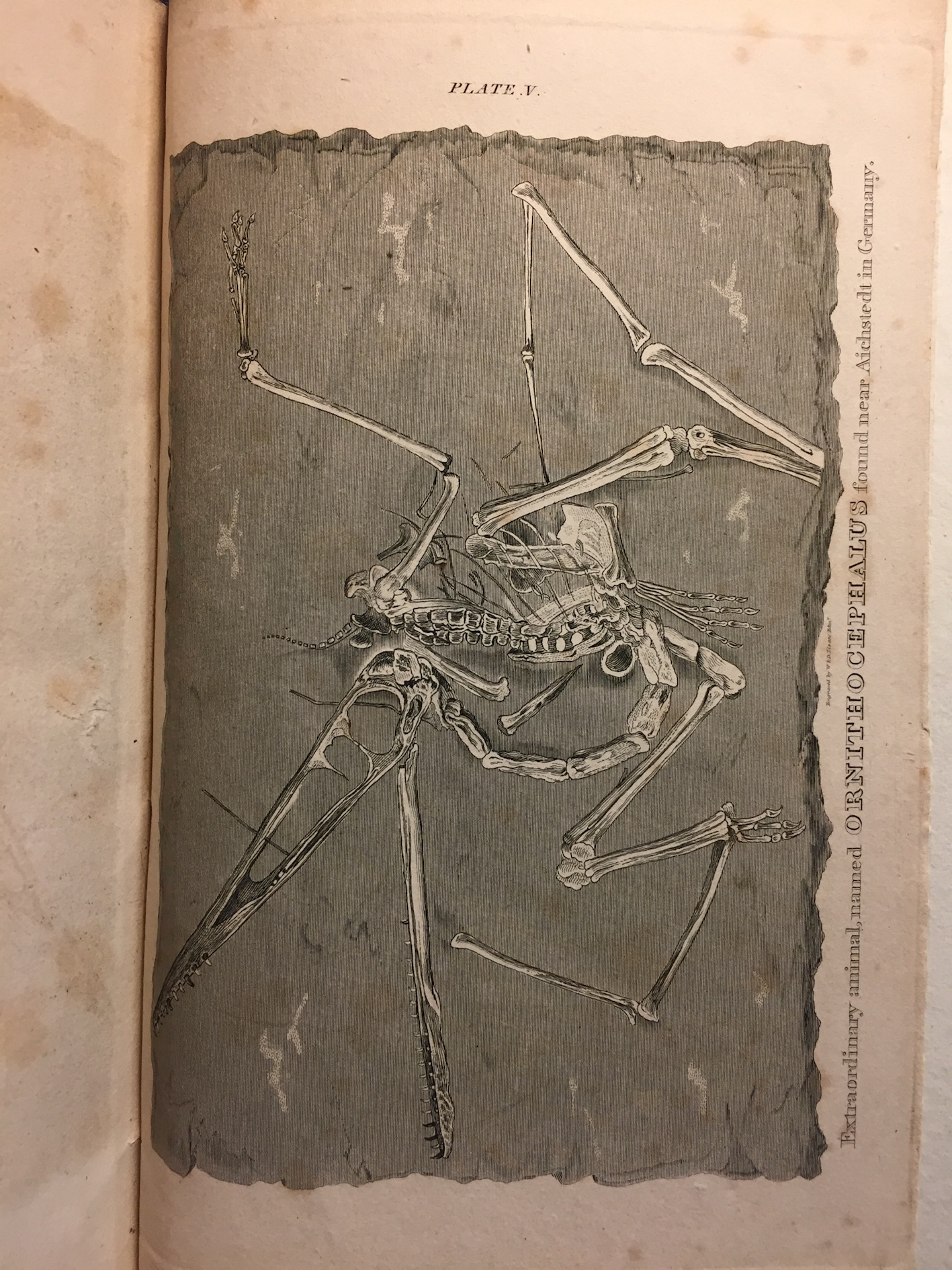 "Plate V: Extraordinary animal named Ornithocephalus found near Aichstedt in Germany."