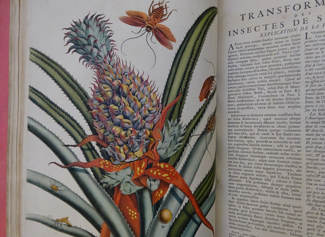 "Maria Sibylla Merian, Dissertatio de generatione et metamorphosibus insectorum surinamensium (Hagæ Comitum: apud Petrum Gosse, 1726), Plate 1. Bodleian Libraries"