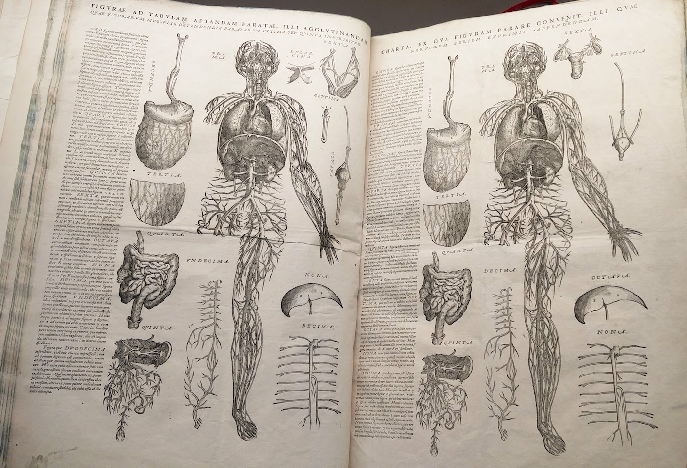 "Unbuilt manikin at the back of a copy of Andreas Vesalius."