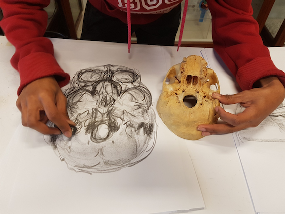 "Observation using touch and drawing – Anatomy Observation and Drawing, Special Studies Module (SSM) 2015. UCT Department of Human Biology."