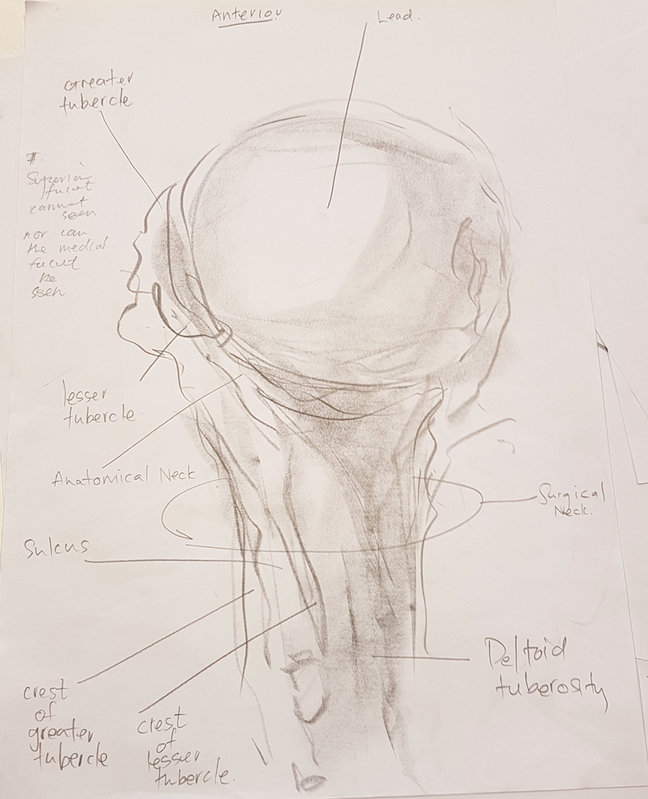 "After observing and drawing a humerus, it can be annotated by the student by referencing an anatomy atlas. If they notice that they are unable to annotate a part of their drawing, this is an indication that they should re-observe and re-draw that part of the humerus."