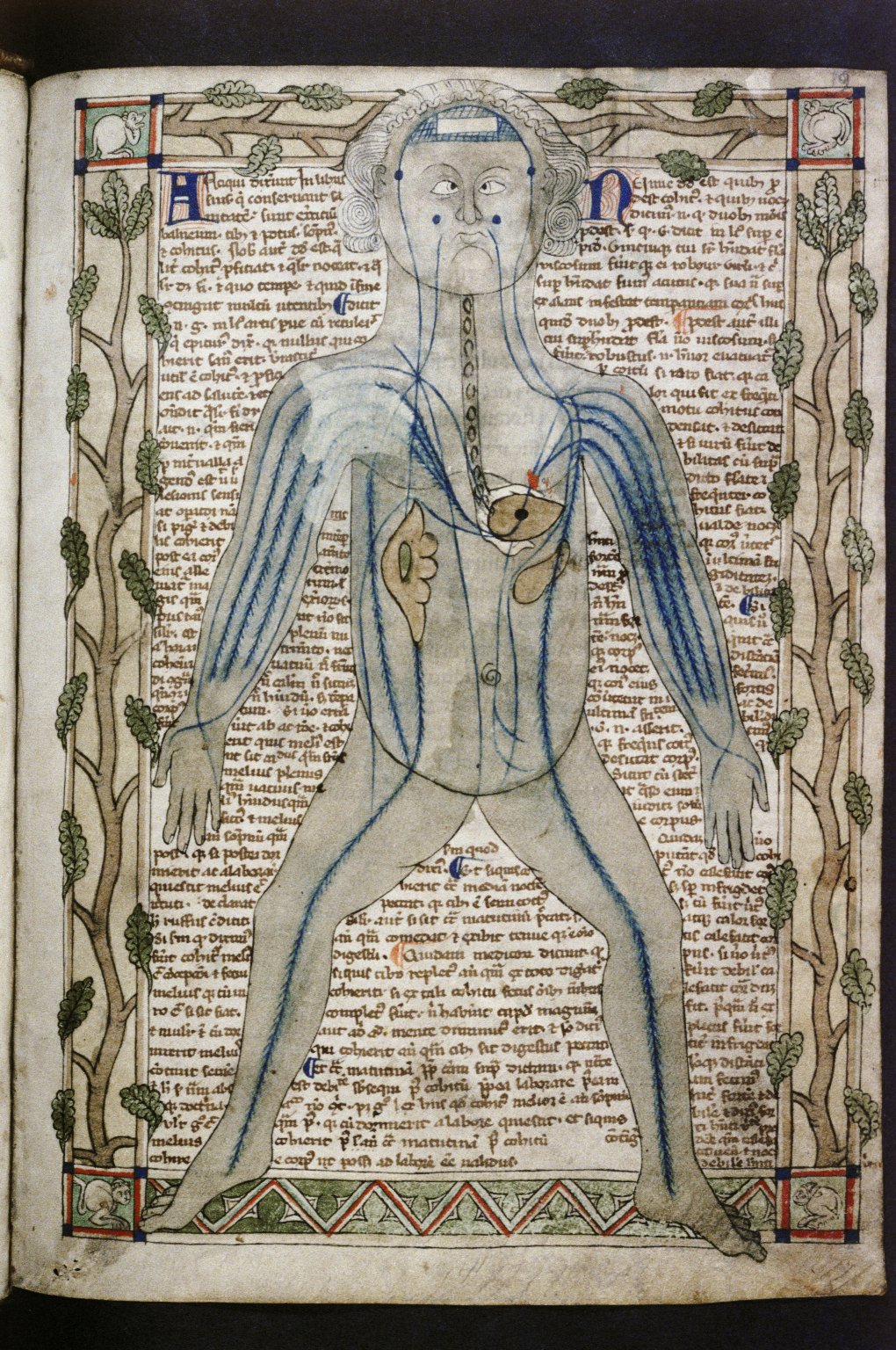 Bodleian Libraries, MS Ashmole 399. showing the nervous system. 