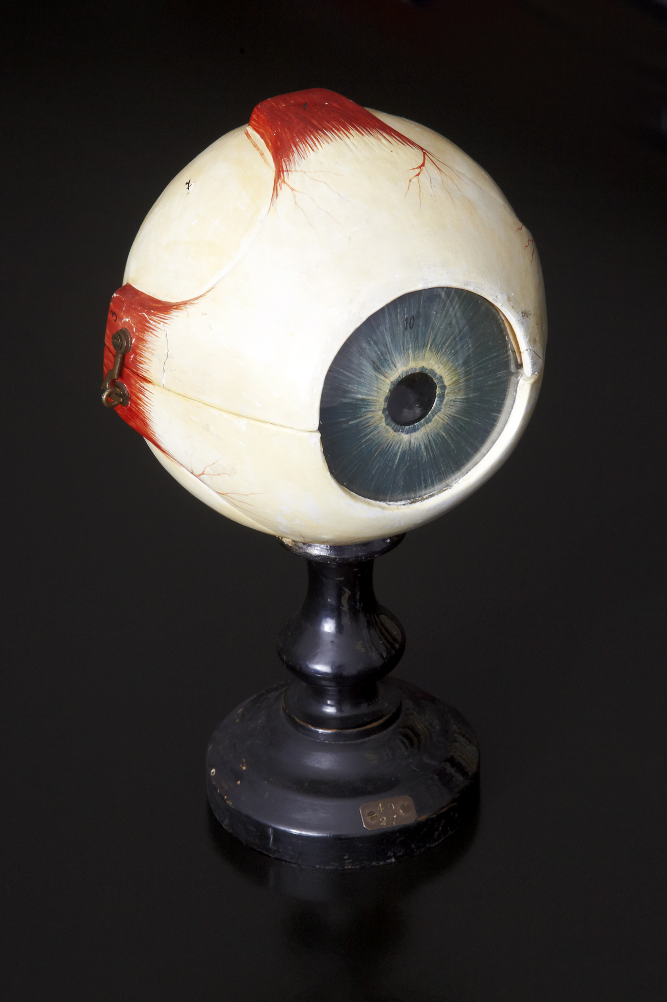 "Model of the Human Eye."