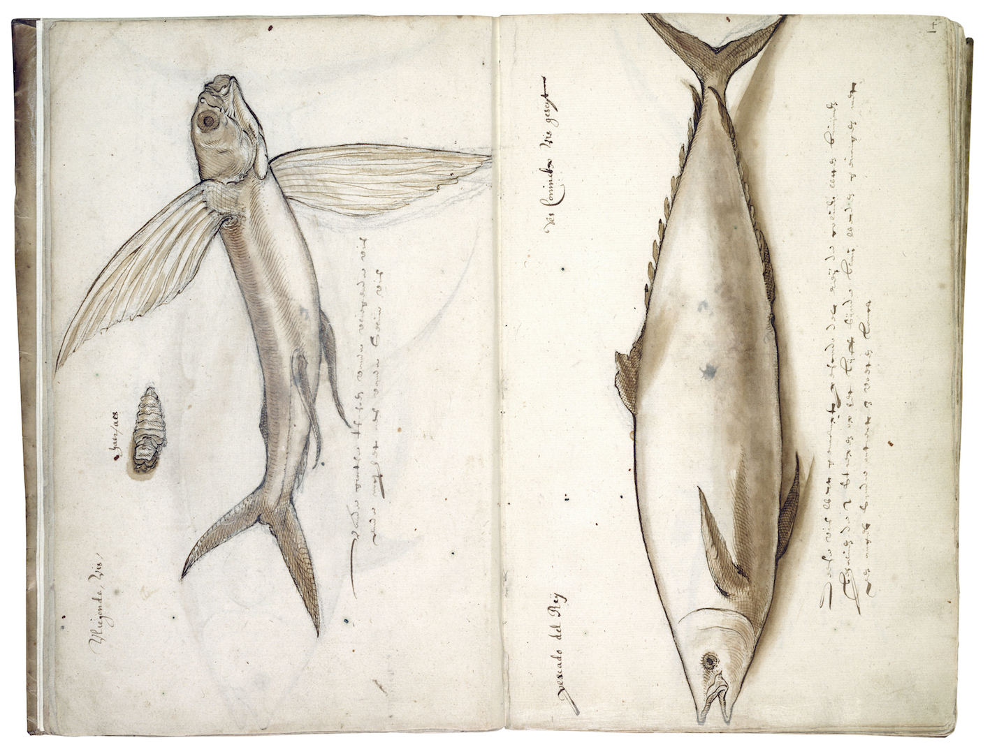 "Figure 3. Flying fish and king fish, number 135 fols. 3v-4r."