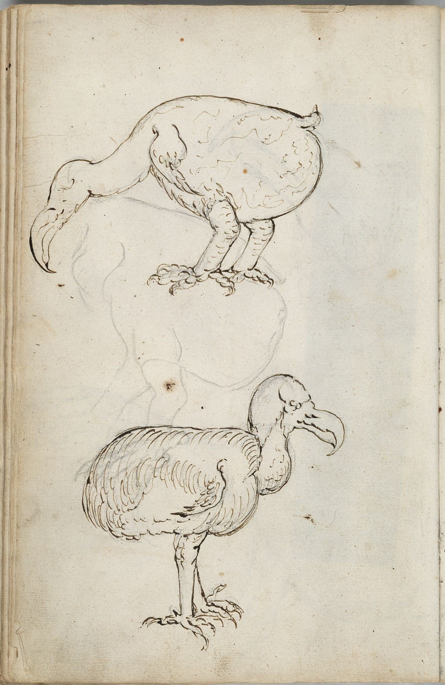 "Figure 4. Two sketches of a dodo, number 135 f. 64v."